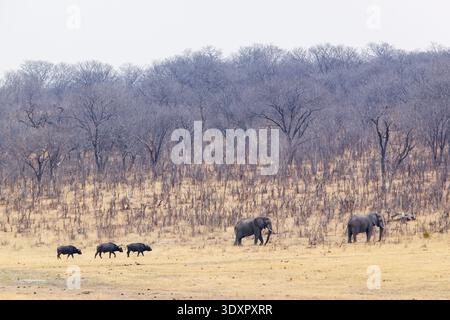 Two African bush elephants foraging in the middle of dry vegetation and a group of African buffalos approaching them in Zambezi National Park, Zimbabw Stock Photo