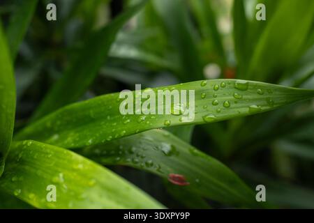 Water droplets on long green leaves with a blurred background Stock Photo