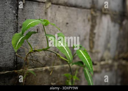 Green plant with white veins climbing on a rough grey wall Stock Photo