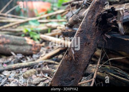 Close up of dark weathered wood with grain patterns on a branch pile Stock Photo