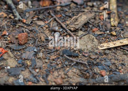 Small empty snail shell on dirt ground among twigs and leaves Stock Photo