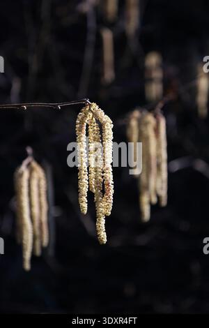 Hazel Catkins Hanging On Branch In Spring Stock Photo