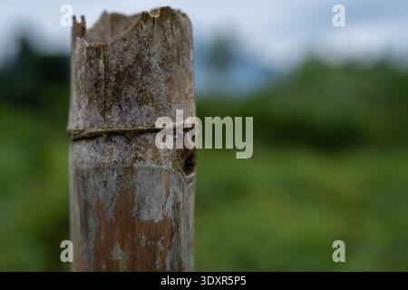 Close up of the top edge of a cut bamboo pole Stock Photo