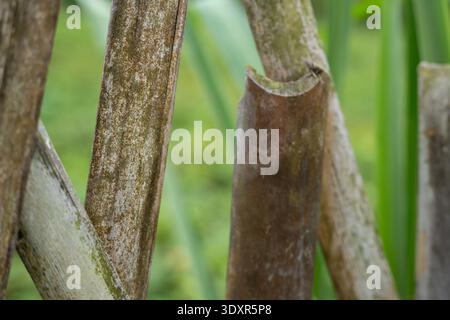 Close up of weathered split bamboo pieces forming a fence Stock Photo