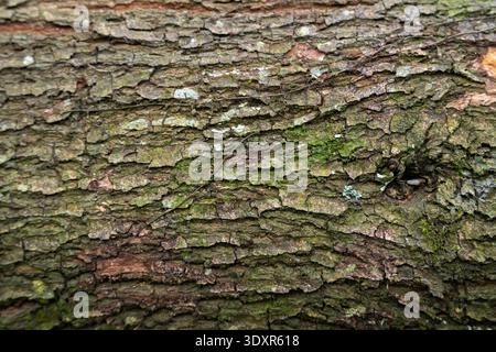 Close up of rough cracked tree bark covered with green moss Stock Photo