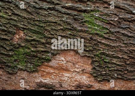 Close up of flaky rough brown tree bark with light green moss Stock Photo