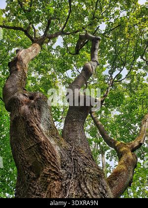 Weathered Oak Tree Displays Resilient Branches And Textured Bark Under Sunlight Filtering Through Leaves Stock Photo