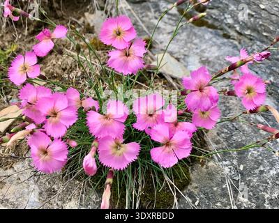 Close-up of a beautiful group of blooming pink rock carnations growing in the Swiss Alps during the alpine spring. Stock Photo