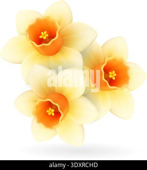 Daffodil flowers. 3D realistic spring floral illustration Stock Vector