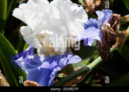 Stunning contrast in this bearded iris: snow-white standards with lace-like edges against saturated lavender falls. Deep shadows and highlights reveal Stock Photo