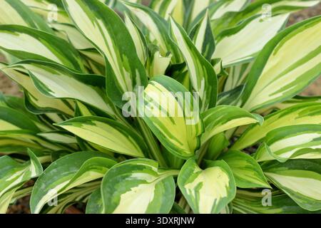 Hosta Lakeside Little Tuft, Hosta. 'Lakeside Little Tuft' plantain lily close up foliage leaves. UK Stock Photo