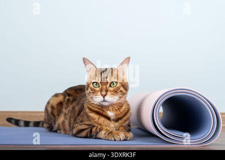 Bengal cat resting on a yoga mat next to rolled fitness mat. Home workout and healthy lifestyle concept with pets. Minimal background and copy space. Stock Photo