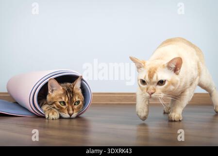 Burmese cat walking past a Bengal cat resting inside a rolled yoga mat on wooden floor. Two domestic cats in a minimal home workout setting. Stock Photo
