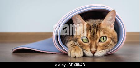Bengal cat resting inside a rolled yoga mat on wooden floor and looking at camera. Funny pet behavior and home workout concept with minimal background Stock Photo