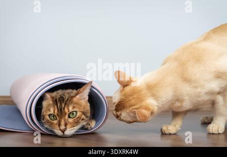 Burmese cat next to a Bengal cat resting inside a rolled yoga mat on wooden floor. Two domestic cats in a home workout setting with minimal background Stock Photo