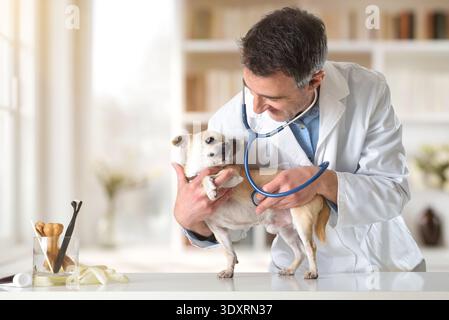 A smiling middle-aged Caucasian veterinarian examines a small Chihuahua with a stethoscope on a clinic table. Pet tools and treats sit nearby in a bri Stock Photo