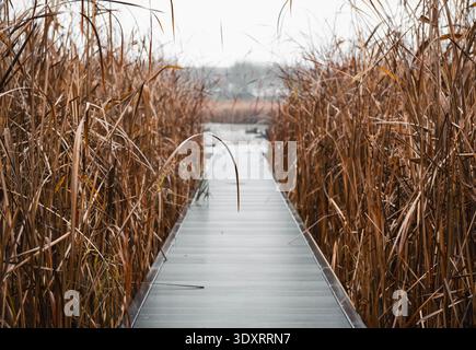 Wooden boardwalk through tall autumn reeds. Narrow wooden path leads through dense, tall stalks of dry brown reeds - atmospheric & tranquil rural scen Stock Photo