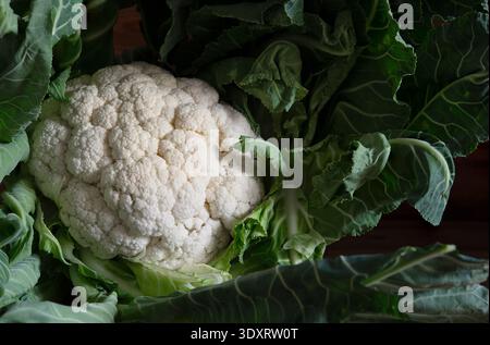 Cauliflower head with green leaves is ready for healthy cooking and diet Stock Photo