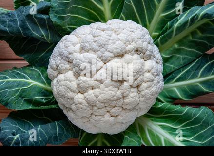Cauliflower head with green leaves is ready for healthy cooking and diet Stock Photo
