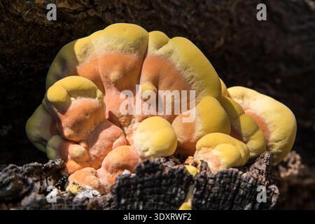 Close-up of Chicken of the Woods fungus (Laetiporus sulphureus) growing on a decaying tree trunk. Vibrant orange and yellow woodland bracket mushroom. Stock Photo