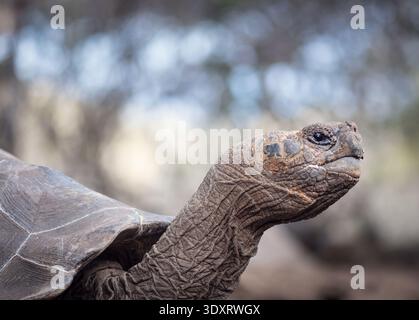 Close-up portrait of a Galapagos giant tortoise (Chelonoidis nigra complex) in its natural habitat in the Galapagos Islands, Ecuador. Iconic endemic. Stock Photo