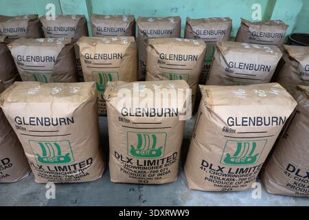 Glenburn Tea Estate, Darjeeling, West Bengal, India Stock Photo