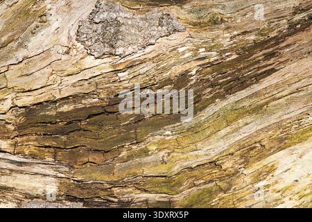 Close-up of a cut tree trunk showing weathered wood grain, cracks and natural patterns. Ideal rustic background texture for design projects. Stock Photo