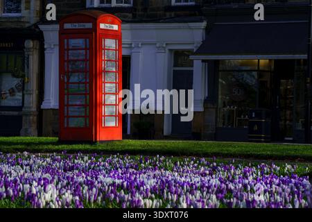 Red British Telephone Box on The Stray in Harrogate with Spring Crocuses in Foreground. Stock Photo