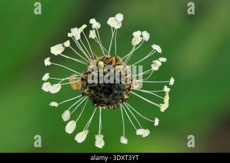 Ribwort Plantain (Plantago lanceolata) close-up overhead view of flowerhead surrounded by stamens, Berwickshire, Scotland, May Stock Photo