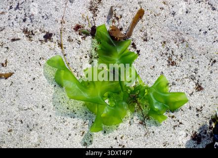 Sea Lettuce / Green Laver (Ulva lactuca) overhead view of this edible green algae in shallow pool of seawater at low-tide on sandy shore. Stock Photo