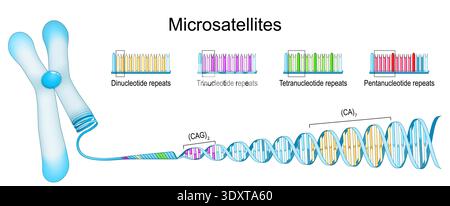 Microsatellites. Genetic diversity. Chromosome, repetitive parts of DNA. Pentanucleotide, Tetranucleotide, Trinucleotide, and Dinucleotide repeats Stock Vector