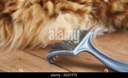 A slicker brush filled with ginger cat fur after grooming, lying on a wooden floor. Close up. Stock Photo