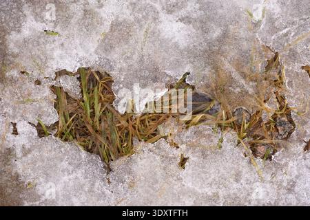 Old yellow grass peeking through a hole in a thin layer of melting crystalline ice and snow in early spring. Close up. Stock Photo