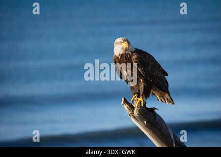 Bald Eagle perched along Homer Spit in Southcentral Alaska. Stock Photo