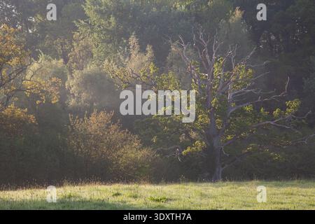 Lone mature tree standing in spring meadow with soft morning light and woodland backdrop in rural Dorset, England, United Kingdom. Stock Photo