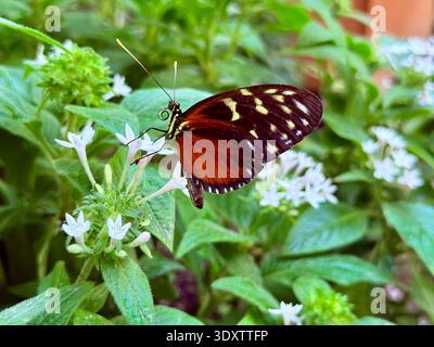 heliconius ismenius passion butterfly sitting on leaf Ismenius Tiger Tiger Heliconian Tiger-striped Longwing. Stock Photo