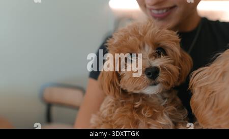 Charming puppies sitting comfortably during lifestyle photo shoot Stock Photo