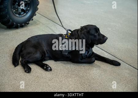 A professional black labrador dog in a black harness is resting on the ground next to an off road vehicle tire. Concept of search and rescue operation Stock Photo