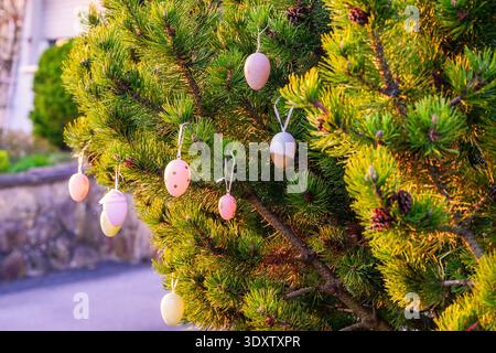 Decorated pine tree with colorful Easter eggs hanging on branches in golden hour sunlight Stock Photo