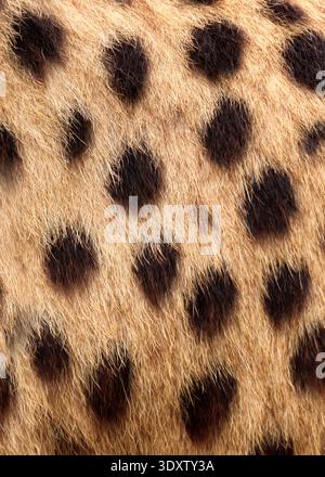 Detailed cheetah fur texture vertical with natural spotted pattern ideal for background or textile design. Close up wildlife texture of cheetah spotte Stock Photo