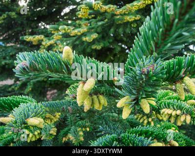 Close-up view of fresh yellow fruit cones on the shoots of the noble fir (Abies procera) against a blurred natural background. Stock Photo