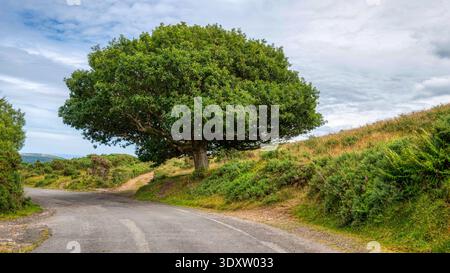 Imposing Tree Overhanging The Road Stock Photo