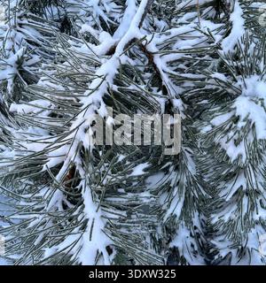 Close up of pine tree needles covered with fresh snow and light frost. Natural winter evergreen branch texture photographed outdoors in cold season Stock Photo