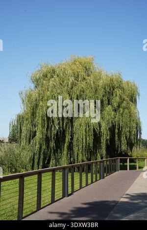 Riverside boardwalk with vintage street lamp, weeping willow tree and bridge under blue sky Stock Photo