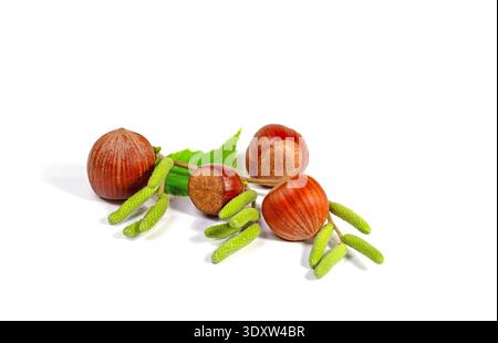 Hazelnuts isolated on white background Stock Photo