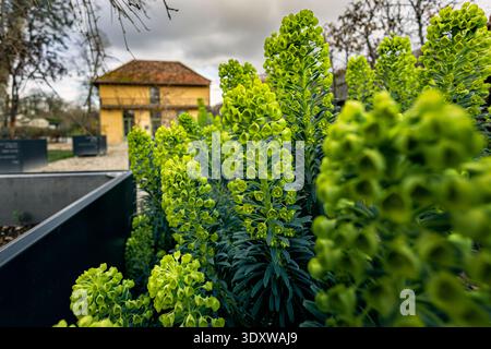 A close up of unique green cone shaped flowers blooming in a lush garden. The soft focus background shows a charming house on a sunny day in spring. Stock Photo