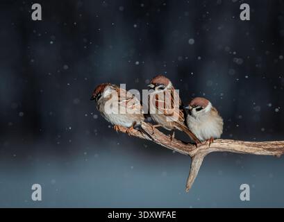 Photo with three funny birds plump sparrows sitting on a tree branch in a winter garden under falling snow Stock Photo