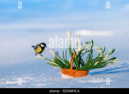a titmouse sits in a spring garden on a basket with snowdrops among the snow Stock Photo