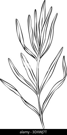 Black and white line art illustration of lavender branch with leaves. Minimal outline botanical drawing in flat vector style, isolated composition for Stock Vector