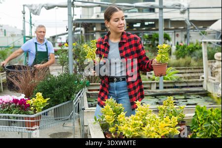 Smiling female gardener arranging potted Euonymus Aurea for market and wearing greenhouse uniform Stock Photo